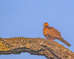 Beautiful pigeon perched atop a sun-soaked tree branch, silhouetted against a bright blue sky