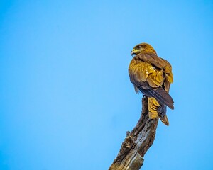 Eagle perched atop a barren tree branch against a blue sky background
