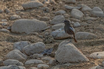 Tiny bird perched upon a jumble of rocks and boulders in a natural setting