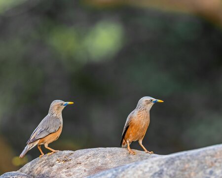 Closeup of twp Chestnut Starlings perched on a rock