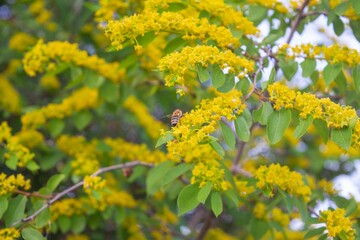 Christ's thorn (Paliurus spina-christi) in bloom and a bee on it