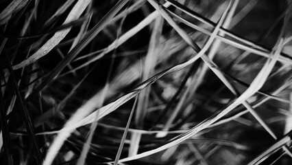 Grayscale of grass in a botanical garden