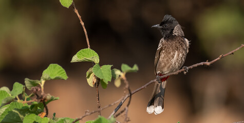 Red-vented bulbul (Pycnonotus cafer) perched on a tree branch