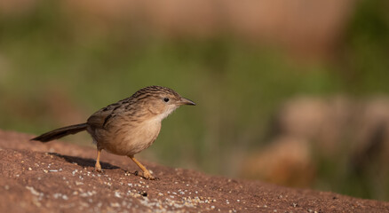 Bird perched on a rocky surface