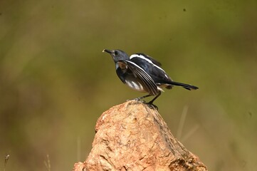 Small bird perched on top of a rock