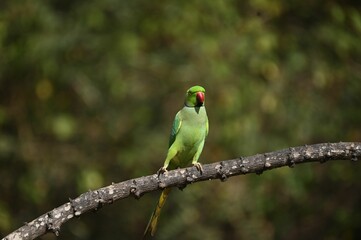 Green parrot perched on a tree branch
