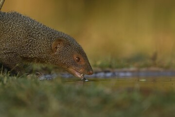 Closeup shot of a mongoose drinking water