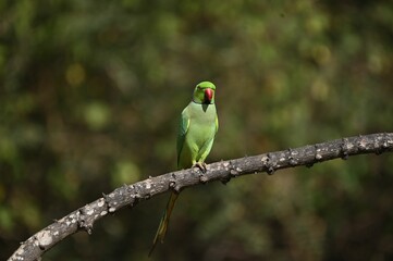 Green parrot perched on a tree branch