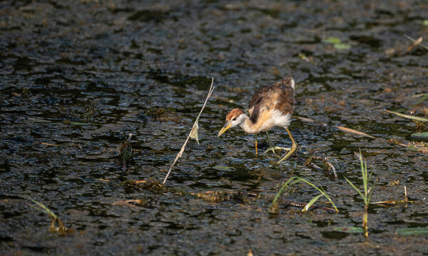 Lesser jacana (Microparra capensis) in its natural habitat