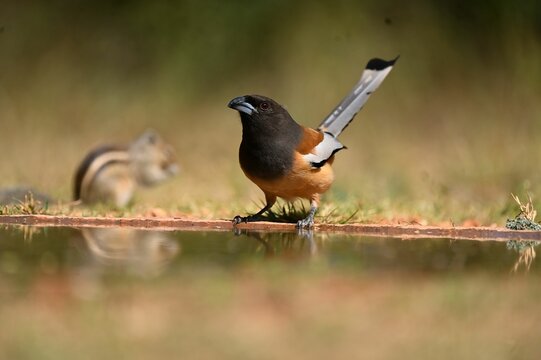Rufous treepie (Dendrocitta vagabunda) near a tranquil pond