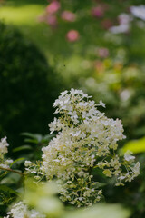 Hydrangeas in late august