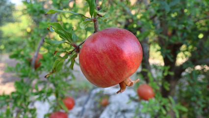 Wild ripe pomegranate On A Tree, Home garden, Pomegranate tree at sunshine day.
