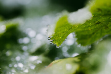 Glittering dew on green leaves with bokeh