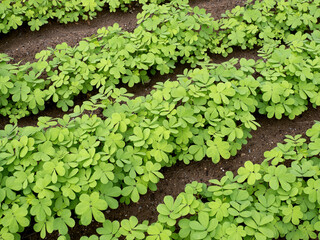 エビスグサ