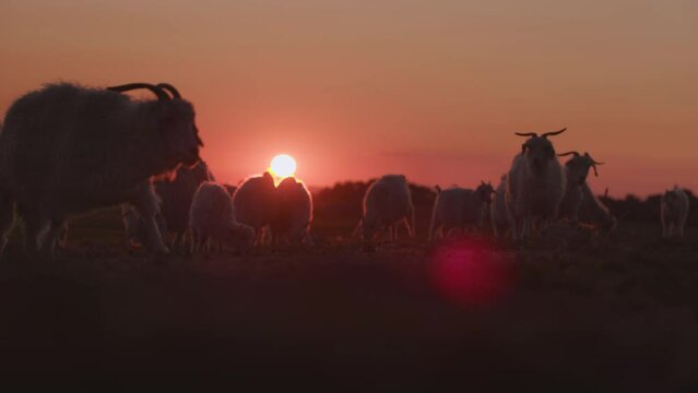 Angora goats are pacing around at sunset in reverse light.