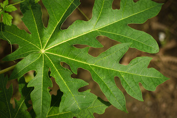 Fresh papaya green leaf texture patterns