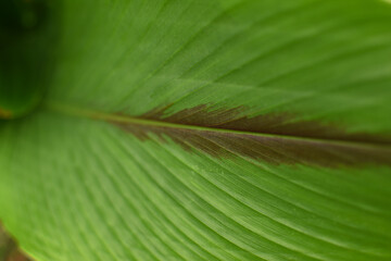 Green leaf background abstract.(Selective focus)