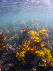 Fototapeta na wymiar Clear view of seaweed on the ocean floor.