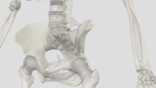 The anterior sacroiliac ligament is composed of many thin strands that form a strong, broad and flat band