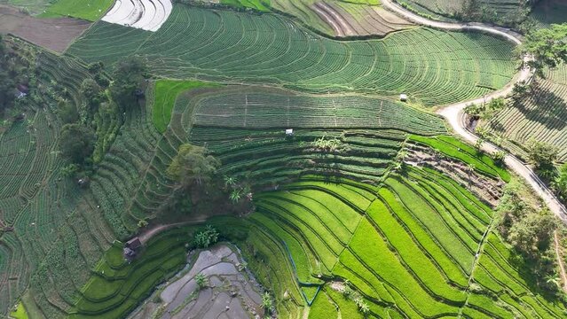 aerial view of rice fields. paddy field with terracing system in Bali. Rice fields in the hilly area of ​​Bali, Indonesia