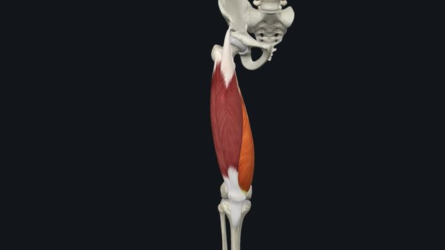 Vastus medialis, together with the other muscles that make up quadriceps femoris, extends the knee joint