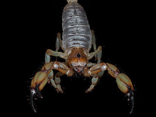 California swollen tail scorpion 