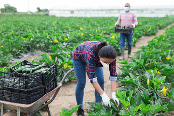 Woman in protective medical mask collects zucchini harvest on plantation