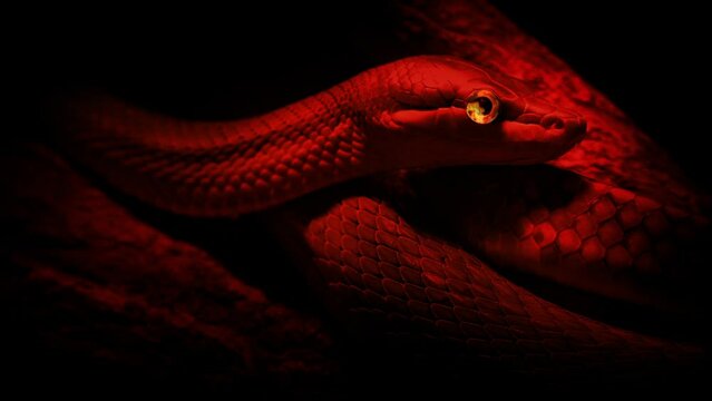 Snake Watching In Firelight Devil, Satan Concept