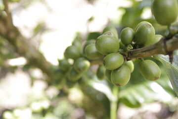 Coffee fruit