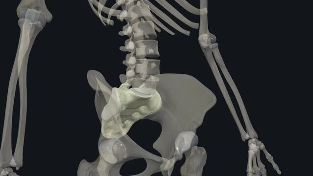 The sacrum is the triangular bone just below the lumbar vertebrae