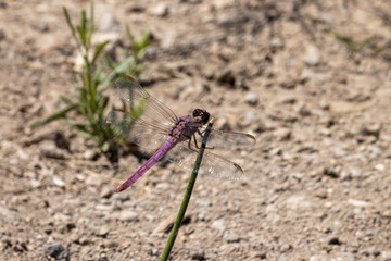 Dragonfly Roseate Skimmer