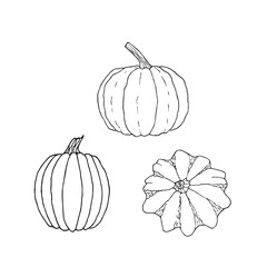 Set of pumpkins on white background. Hand drawn vector illustration. For coloring book, advertising, packaging, invitations, business cards, postcards, printing