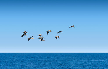 A flock of Brown Pelicans flying away off the coast of Southern California