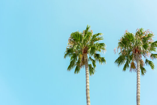 Two tall palm trees with clear blue green sky background