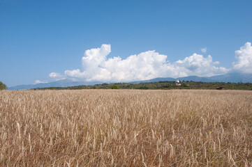Rural landscape, yellow field of ripe wheat, blue sky with clouds, sunny summer day. Southern Bulgaria