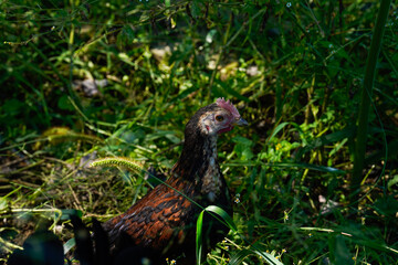 Young brown, black and white chicken. Free ranging.