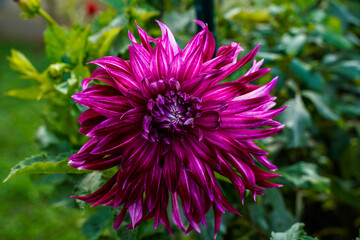 Large purple and white dahlia in an outdoor flower garden. Vancouver variety.