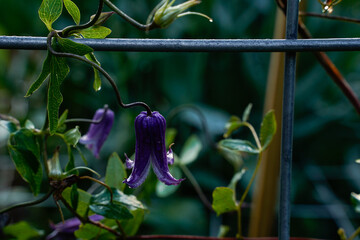 Purple, bell shaped clematis flowers trellising on a panel. Outdoor garden.