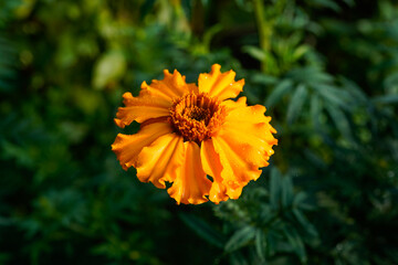 Single, large, orange marigold flower in an outdoor garden.