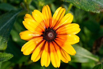 Yellow and orange rudbeckia flower in an outdoor garden space.