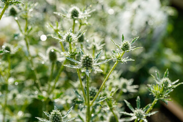 Blue glitter eryngium flowers growing in an outdoor garden space. Flowers are still in the green state.