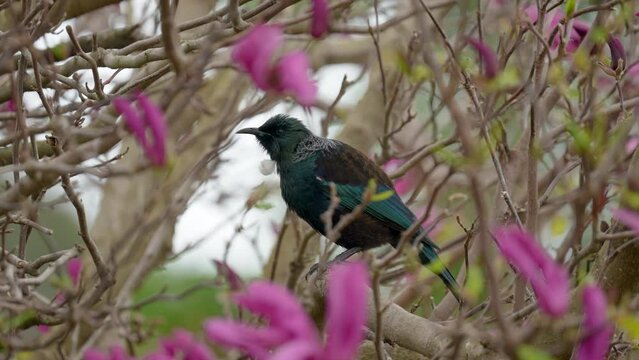 Tūī bird in New Zealand pruning in a tree with pink flowers  in slow motion
