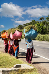 Women dressed in saris carrying heavy loads of grasses, India
