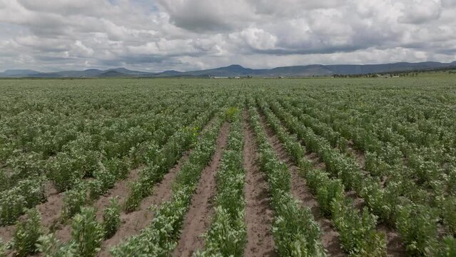 broad bean field