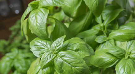 Basil plant growing indoor with electric light Ocimum basilicum