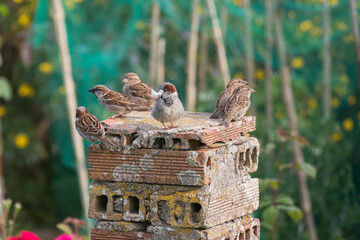 sparrows passer domesticus perched on a column in the sun