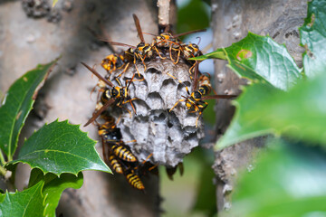 ハチの巣、造営中
