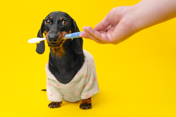 Dog in pajamas clenched its teeth, holds toothbrush in its mouth, looks warily at the veterinarian....