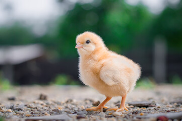 A chicken baby in the garden