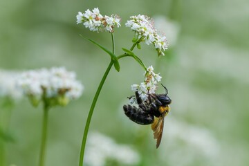 満開の白い蕎麦の花の花粉を集めるタイワンタケクマバチ